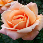 Rose 11