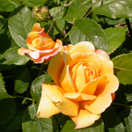 Rose 12