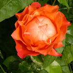 Rose 13