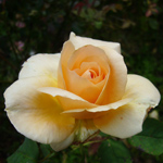 Rose 8
